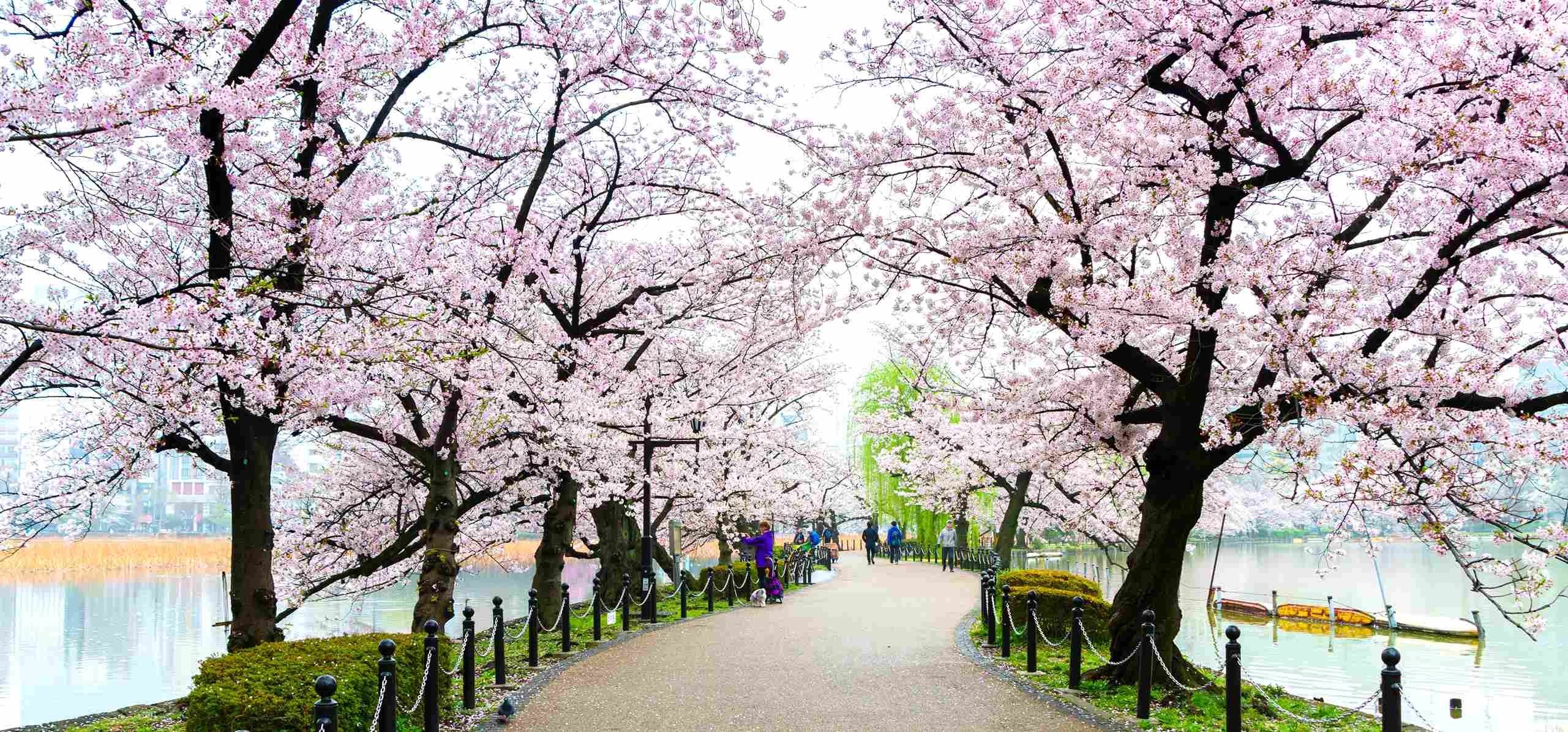 Strolling Through Ueno Park