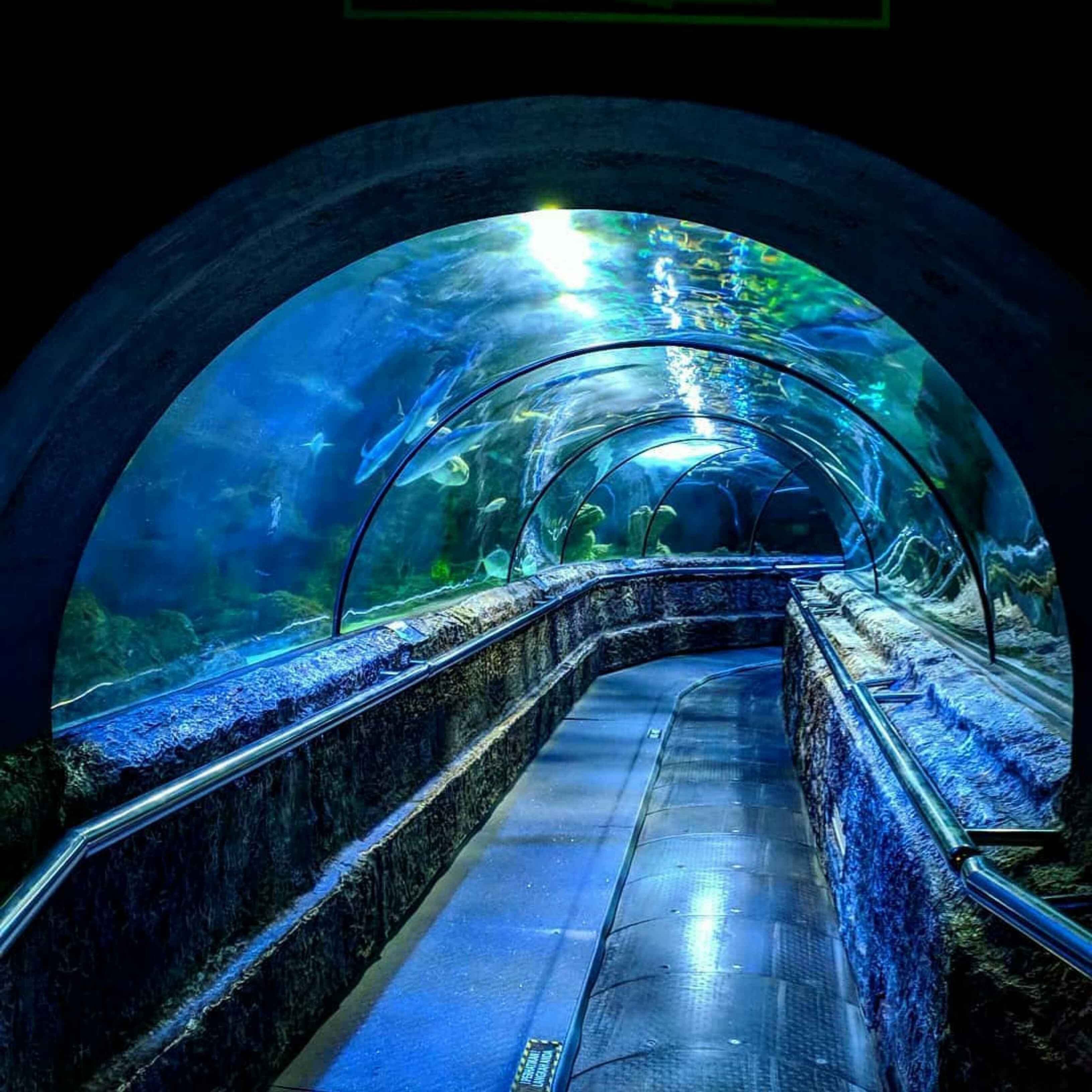 Explore Jakarta Aquarium
