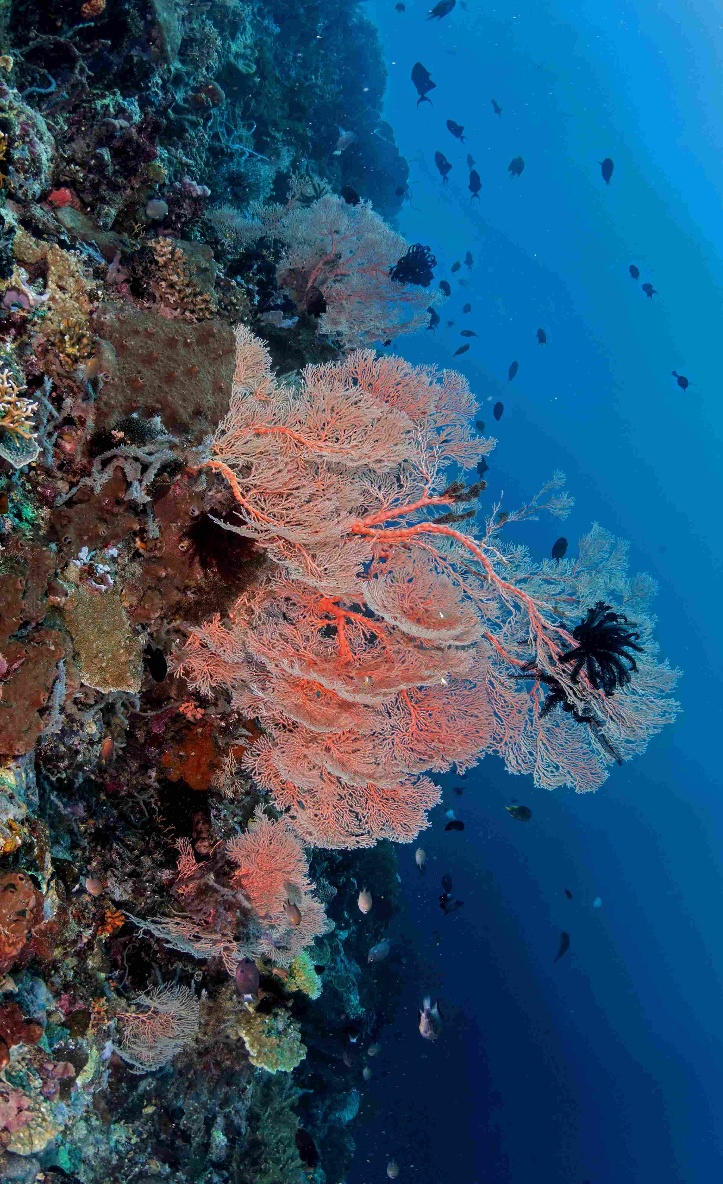 Snorkeling at Olele Marine Park