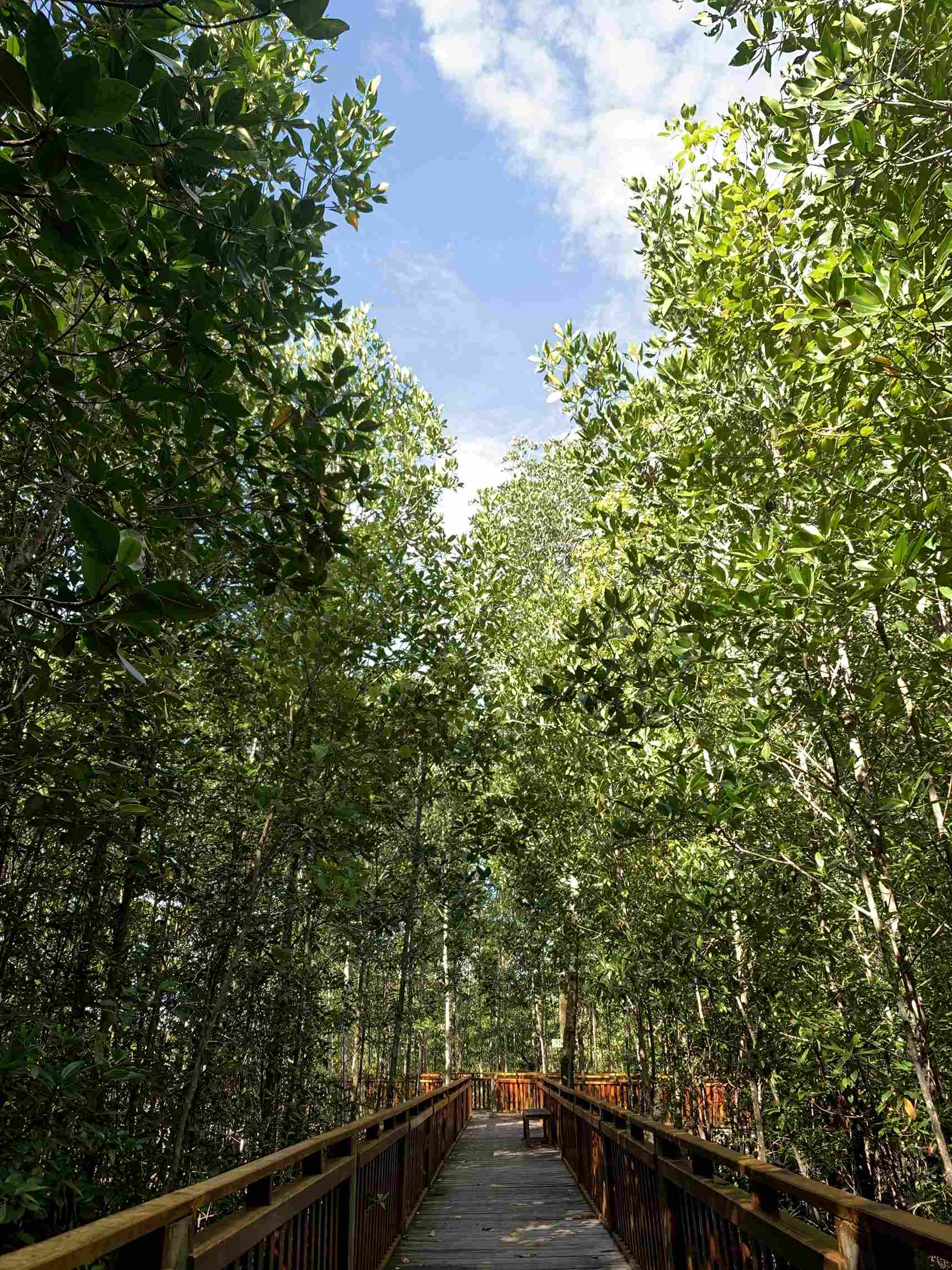 Exploring Timika’s Mangrove Forest