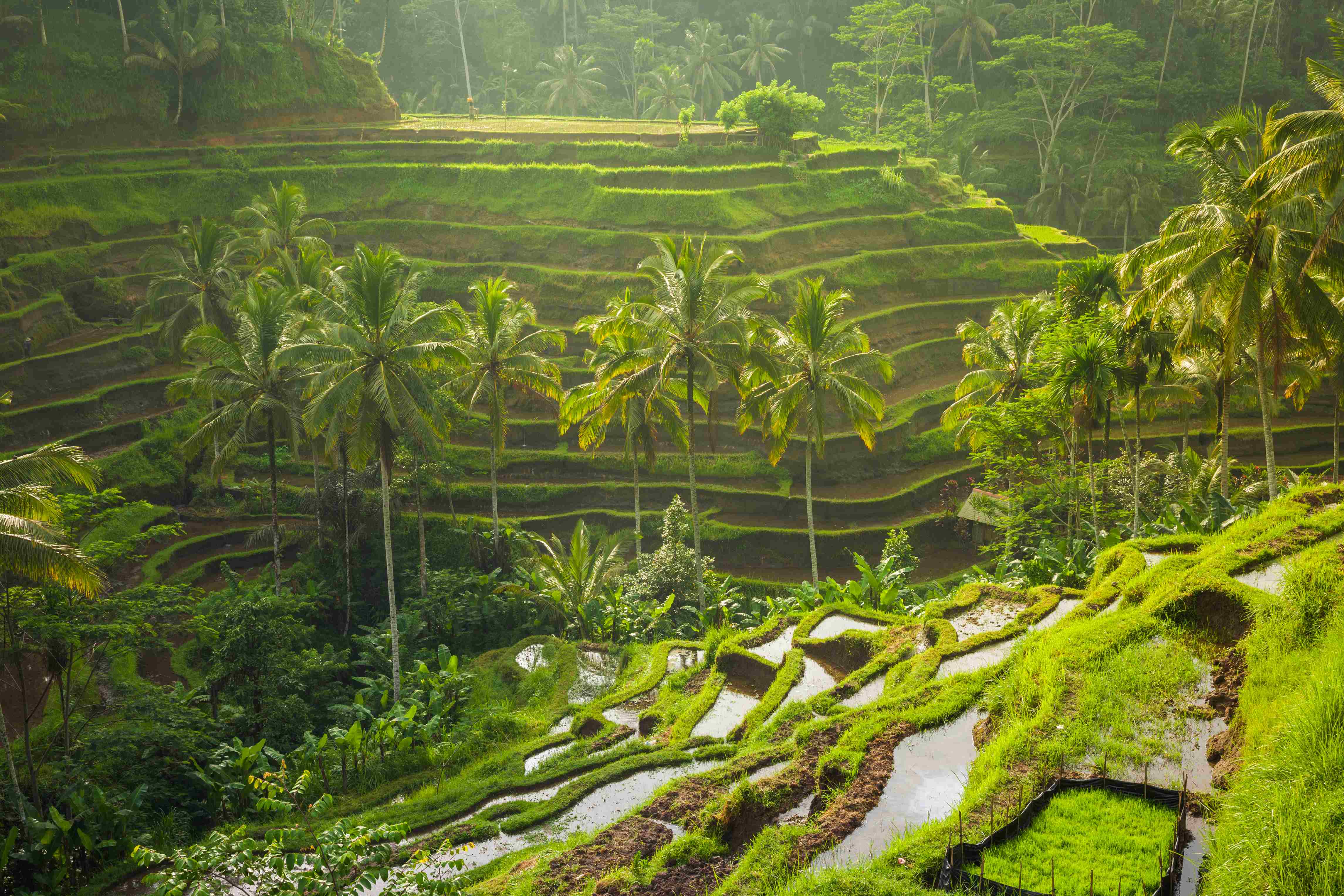 Visiting the Tegallalang Rice Terrace